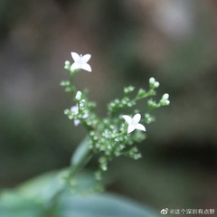 Hedyotis caudatifolia