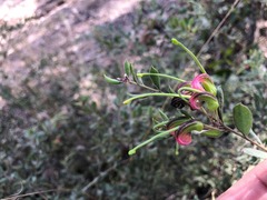 Grevillea quadricauda