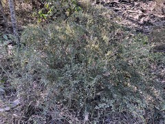 Grevillea quadricauda