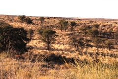 Calobota linearifolia