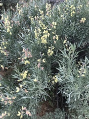 Wiborgia sericea