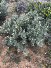 Wiborgia sericea