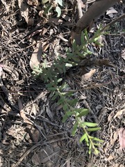 Grevillea quadricauda
