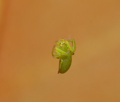 Cetratus
