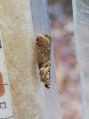 Acrobasis sodalella