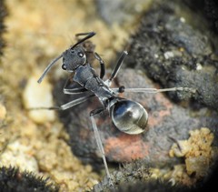 Polyrhachis sokolova