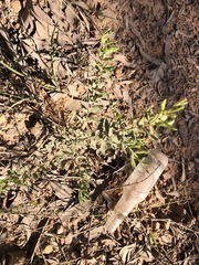 Grevillea quadricauda