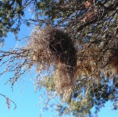 Plocepasser mahali mahali