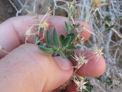 Brickellia frutescens