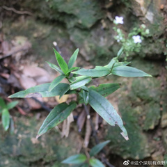 Hedyotis caudatifolia