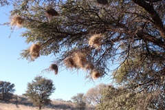 Plocepasser mahali mahali