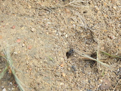 Polyrhachis sokolova