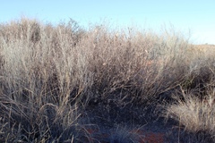 Vachellia hebeclada hebeclada