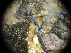 Polyrhachis sokolova