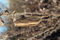 Vachellia hebeclada hebeclada