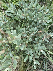 Myrica