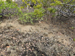 Polyrhachis sokolova