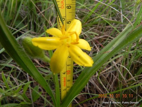 Small yellow star-flower (Hypoxis argentea)
