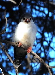 Polihierax semitorquatus