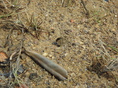 Polyrhachis sokolova