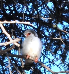 Polihierax semitorquatus