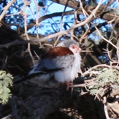 Polihierax semitorquatus