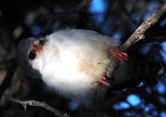 Polihierax semitorquatus