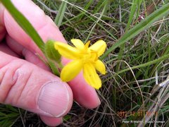 Hypoxis argentea argentea