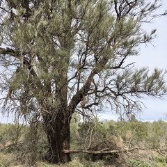 Allocasuarina lehmanniana