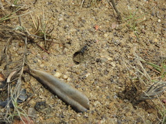 Polyrhachis sokolova