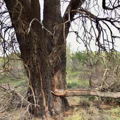 Allocasuarina lehmanniana