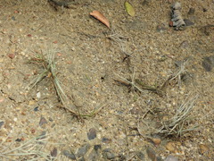 Polyrhachis sokolova