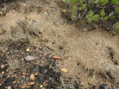 Polyrhachis sokolova