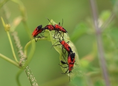 Oncopeltus nigriceps