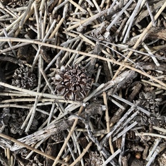 Allocasuarina lehmanniana