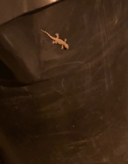 Hemidactylus turcicus