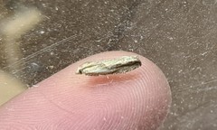 Eucosma cana