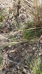 Austrostipa ramosissima