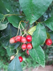 Cotoneaster multiflorus