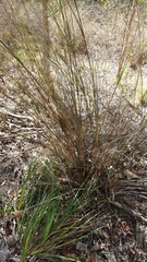Austrostipa ramosissima