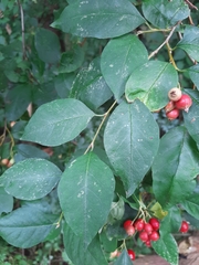 Cotoneaster multiflorus