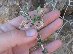 Brickellia frutescens