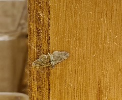 Eupithecia tantillaria