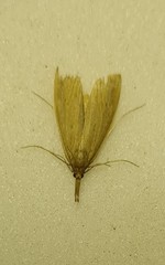 Schoenobius gigantella