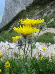 Hieracium villosum