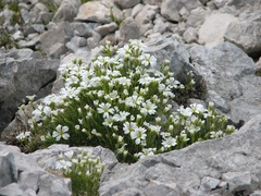 Cerastium julicum
