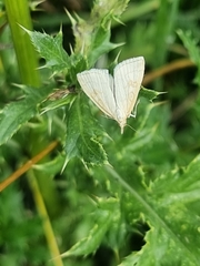 Udea lutealis