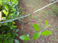 Schizocephala bicornis