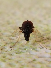 Chrysopilus basilaris