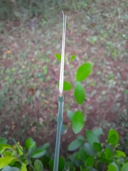 Schizocephala bicornis